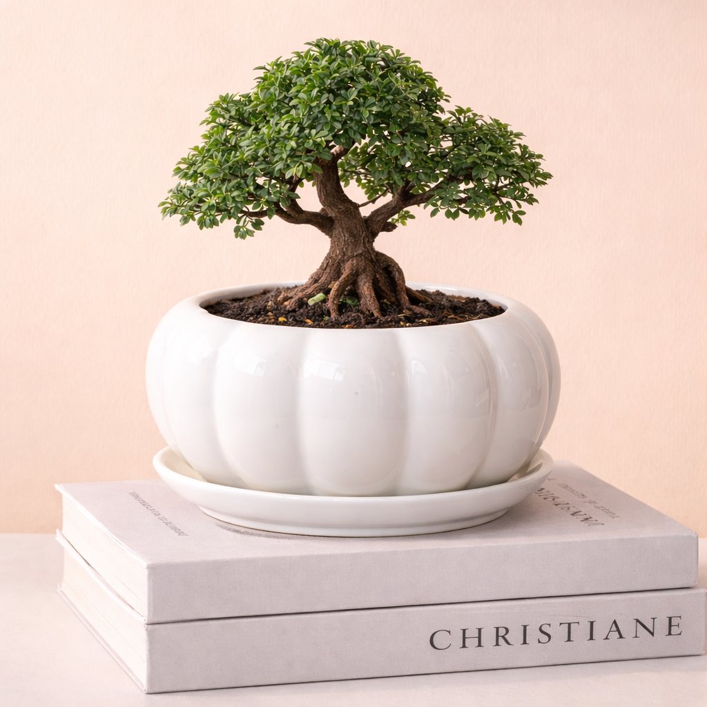 Ivory Bloom Bowl Planter