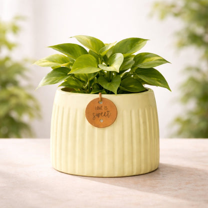 Yellow Calmaura Pots