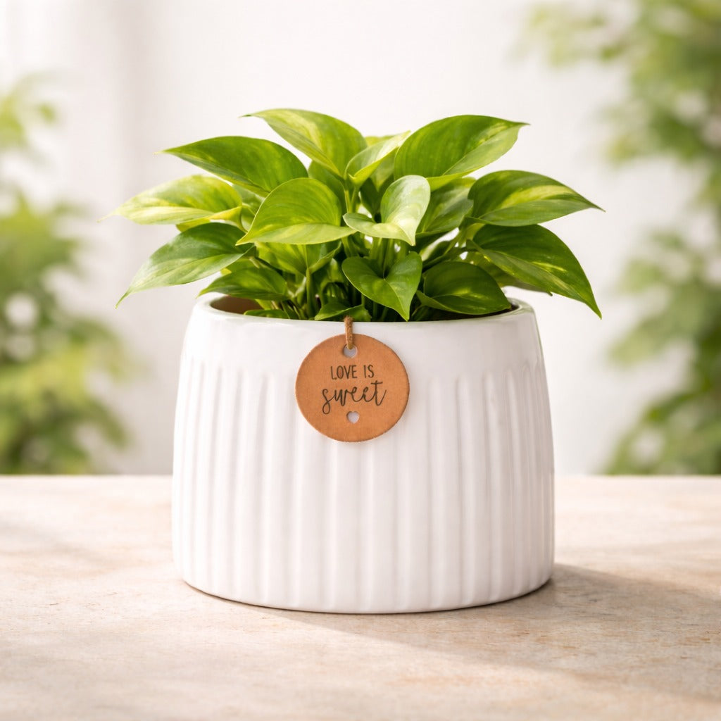 Yellow Calmaura Pots