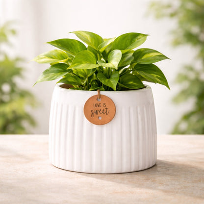 Yellow Calmaura Pots