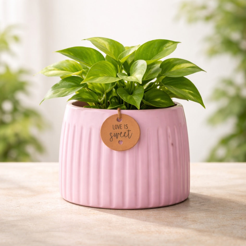 Yellow Calmaura Pots