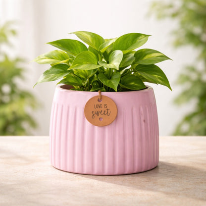 Yellow Calmaura Pots