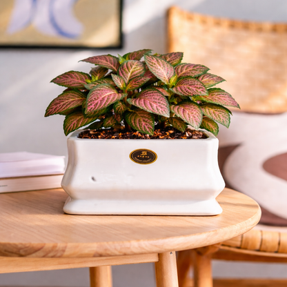 Classic Form Ceramic Planter