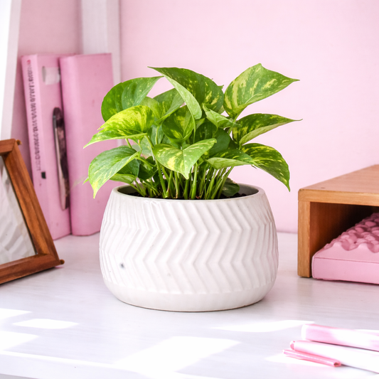 Ivory Ripple Ceramic Holder