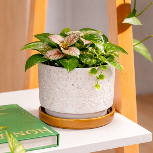 Ivory Tribe Ceramic Planter