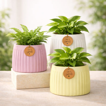 lavender Calmaura Pot