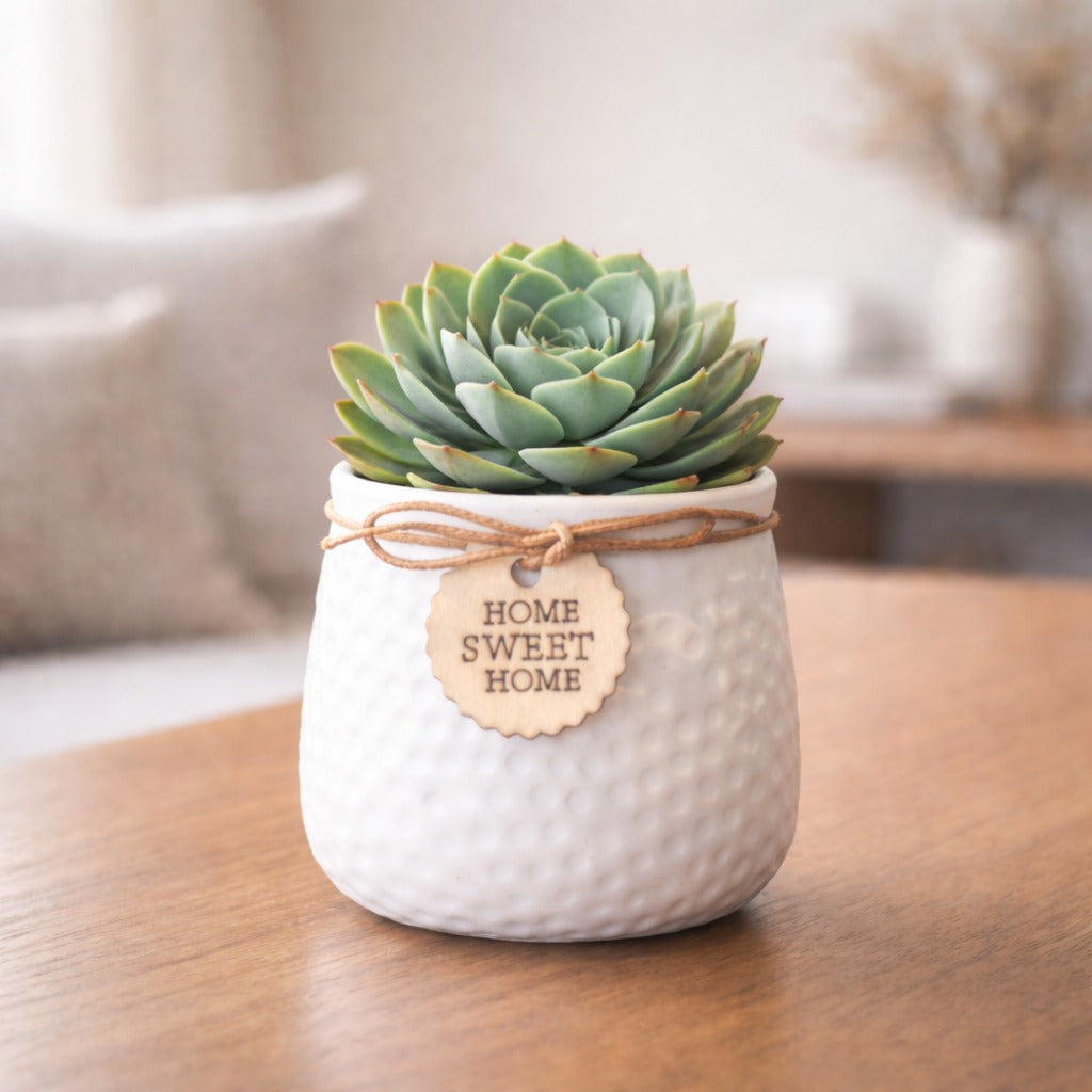 Snow Nest Planter