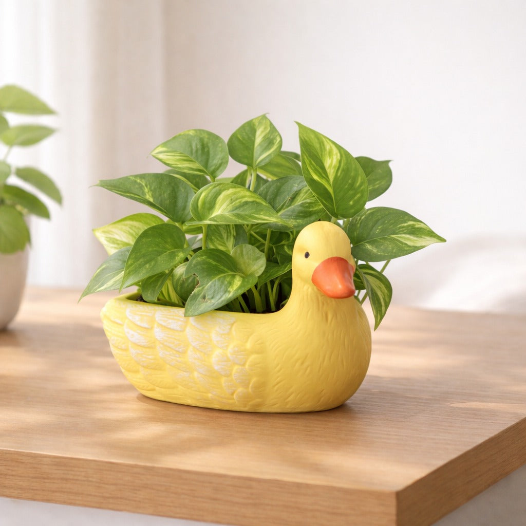 Butter Duck Planter