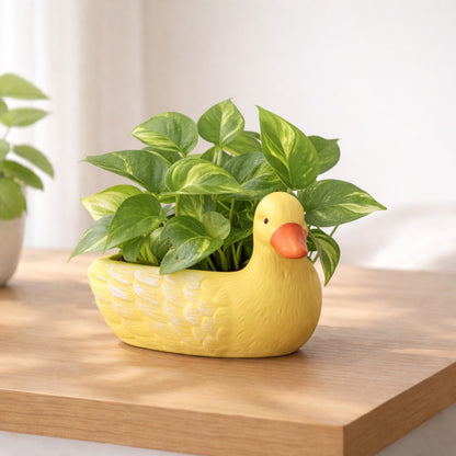 Butter Duck Planter
