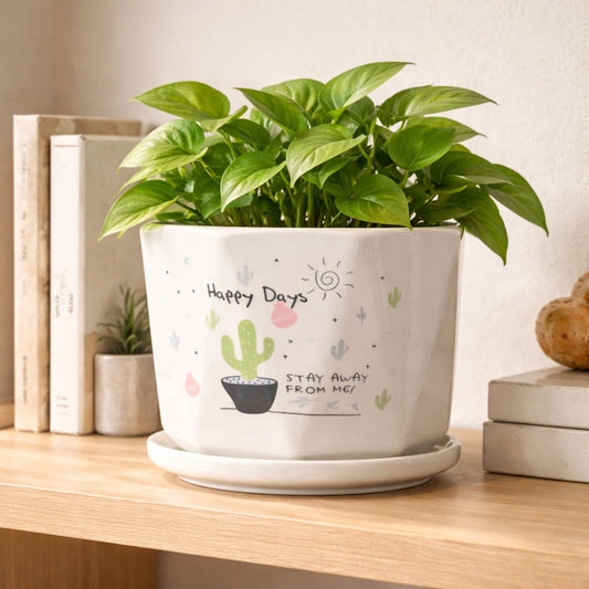 Sunny Prickles Planter